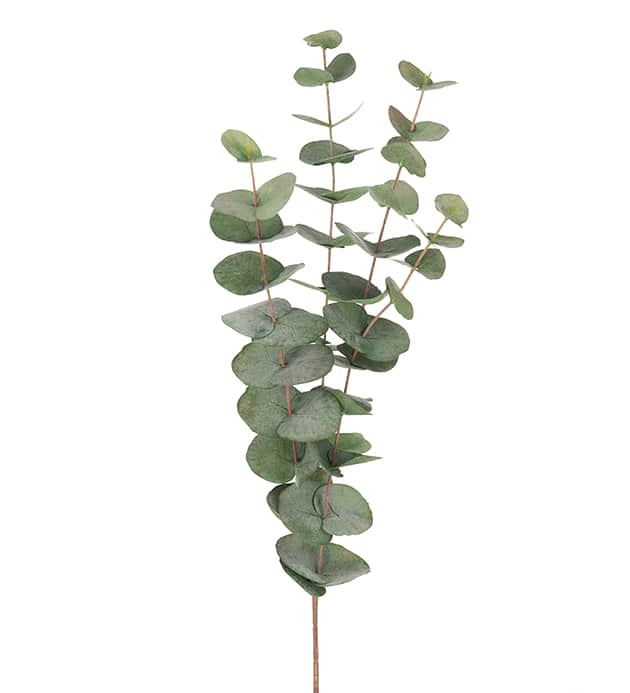 Eucalyptus stor och fyllig