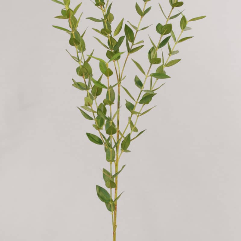 Eucalyptus tunn 59cm