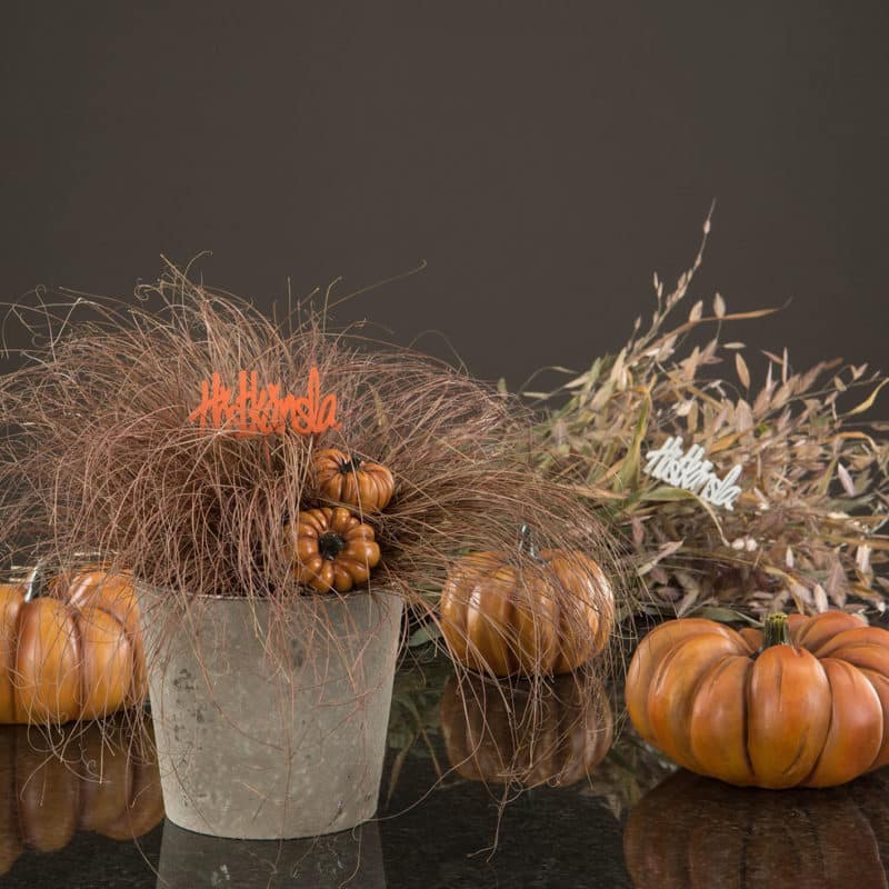 Pumpa  stick orange 6 cm