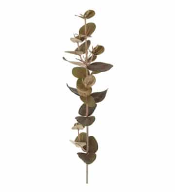 Eucalyptus mörk 40cm