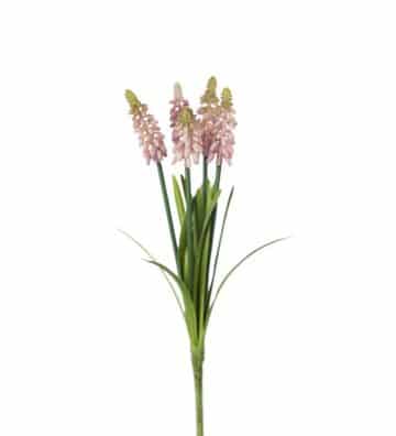 Pärlhyacint snitt i knippe 30cm