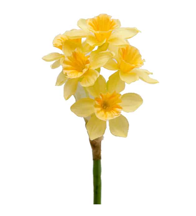 Narciss 25 cm