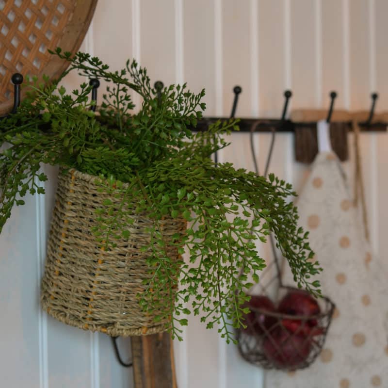 Adiantum 30 cm