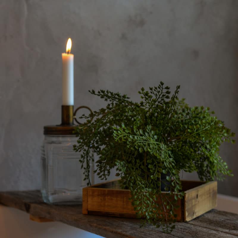 Adiantum 30 cm