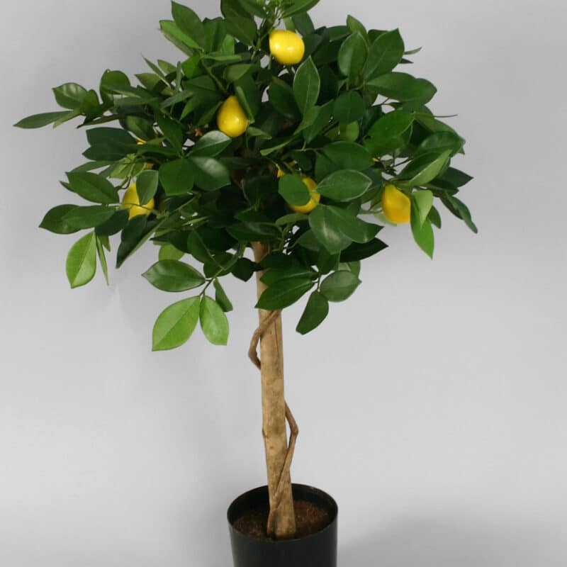 Citronträd med naturstam – UV- beständigt 80cm