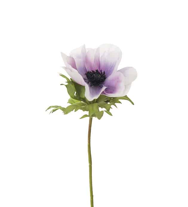 Anemone blålila