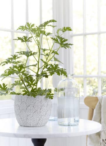 Glasflaska / Vas - Bild 4
