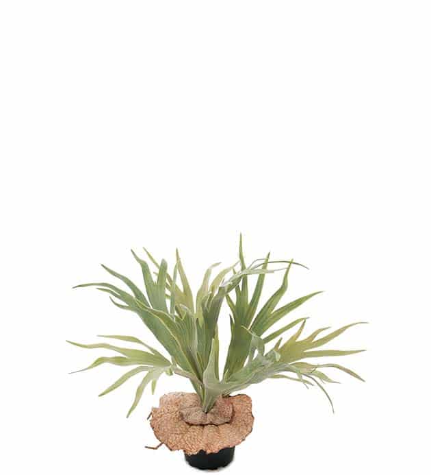 Älghornsbräken 30 cm