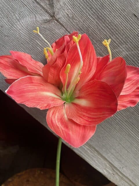 Amaryllis 63cm Corall