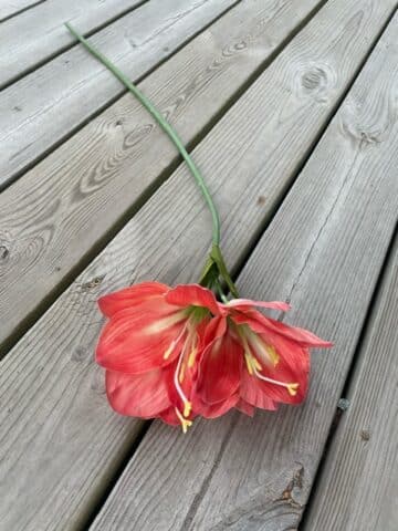 Amaryllis 63cm Corall - Bild 5