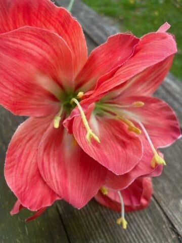 Amaryllis 63cm Corall - Bild 4