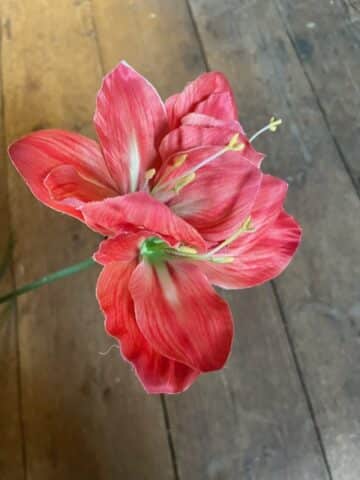 Amaryllis 63cm Corall - Bild 3