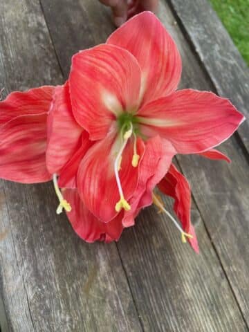 Amaryllis 63cm Corall - Bild 2