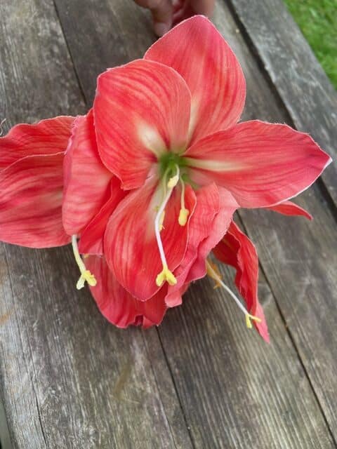 Amaryllis 63cm Corall