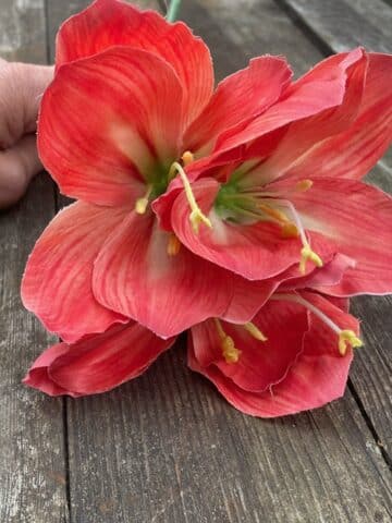 Amaryllis 63cm Corall - Bild 6