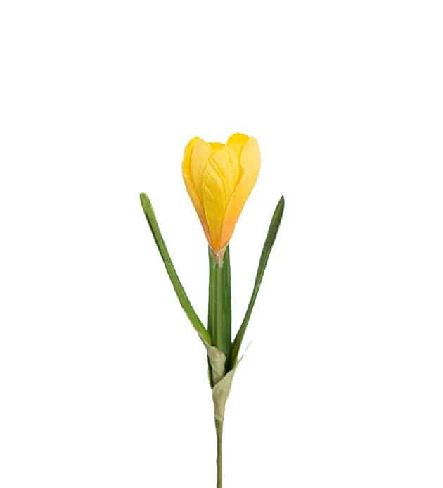 Krokus 22cm