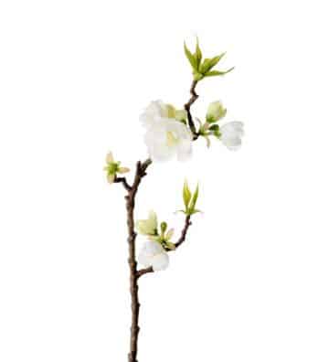 Äppleblom 40cm