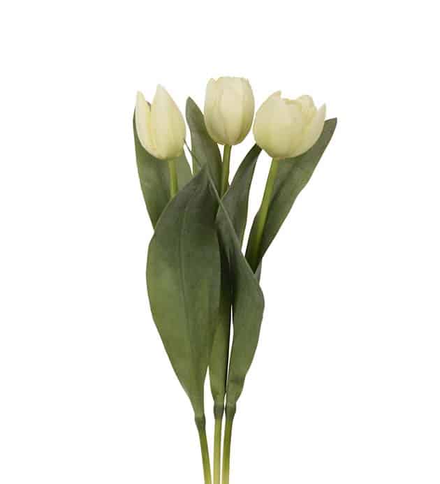 Tulpan creme 36cm snitt