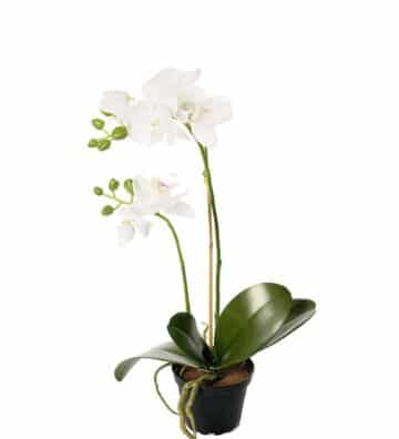 Orkide i kruka vit 45cm