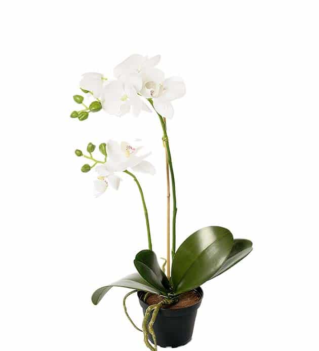 Orkide i kruka vit 45cm