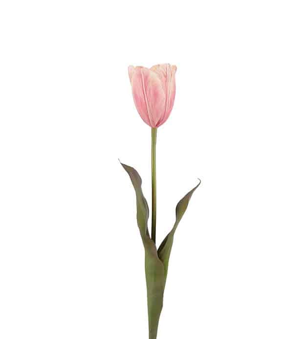 Tulpan Rosa Hög 58cm
