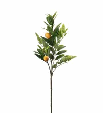 gren av citron