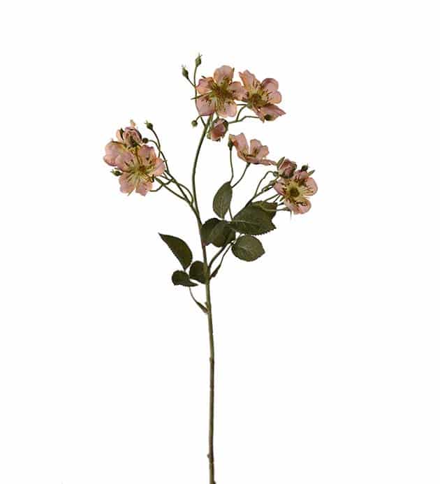 Japansk klätterros snitt 35cm