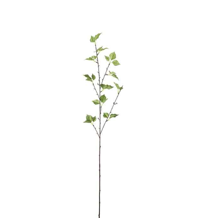 Björk kvist 75cm