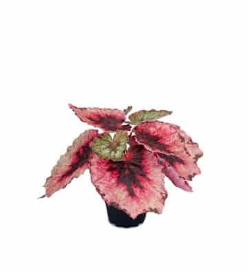 Rexbergonia 20cm rosa/grön