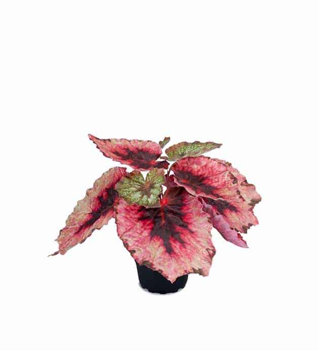 Rexbergonia 20cm rosa/grön