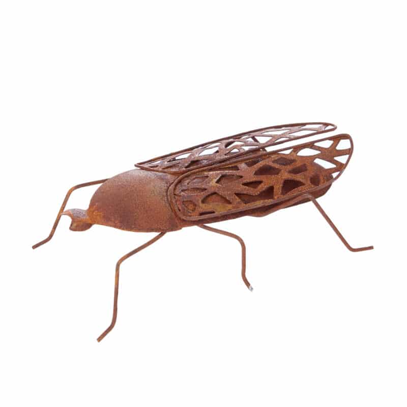 Rostig skalbagge avlång