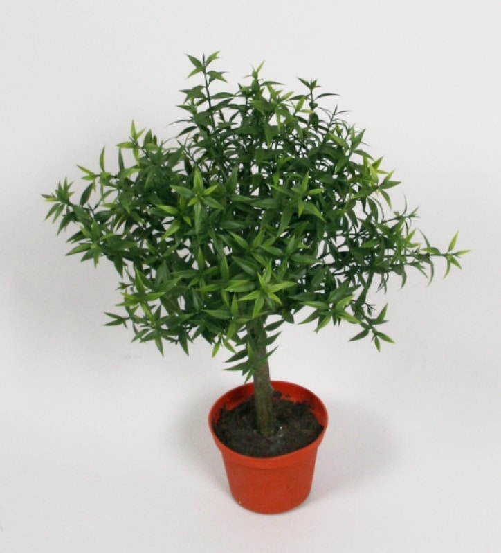 Eucalyptus UV-tålig 37cm på stam
