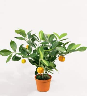 Citrusträd 32cm UV-tålig