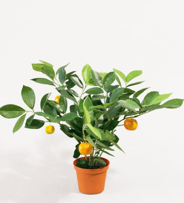 Citrusträd 32cm UV-tålig