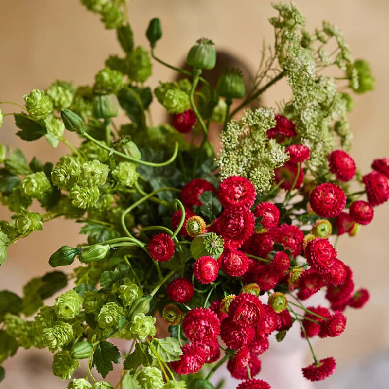 Chrysantemum rosa snitt 60cm