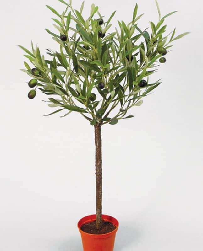 Olivträd 65cm UV-beständigt