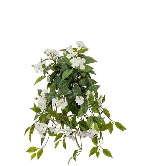 Lyckliga Lotta hängande krukväxt